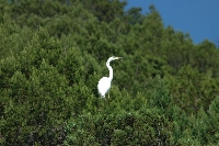 Airone bianco maggiore