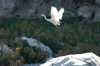 Airone bianco maggiore