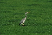 Airone cenerino