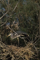 Airone cenerino