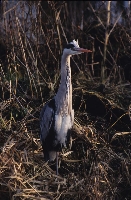 Airone cenerino