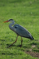Airone cenerino