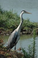Airone cenerino