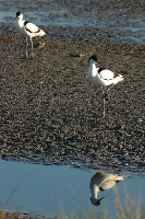 Avocetta