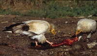 Capovaccaio