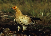 Capovaccaio