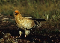 Capovaccaio