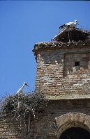 Cicogna bianca