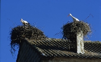Cicogna bianca