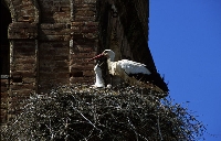 Cicogna bianca