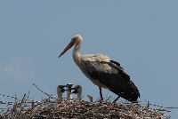 Cicogna bianca