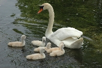 Cigno reale