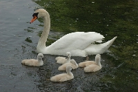 Cigno reale