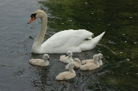 Cigno reale