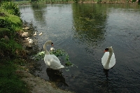 Cigno reale