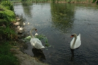 Cigno reale