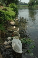 Cigno reale