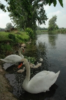 Cigno reale