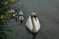 Cigno reale