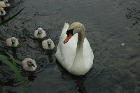 Cigno reale