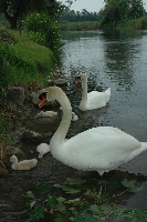 Cigno reale