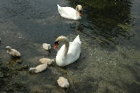Cigno reale