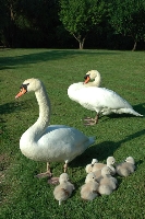 Cigno reale