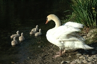 Cigno reale