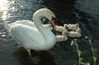 Cigno reale