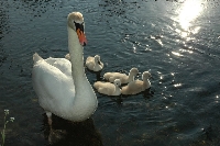 Cigno reale