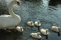 Cigno reale