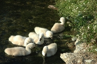 Cigno reale