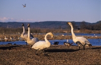 Cigno selvatico