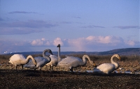 Cigno selvatico