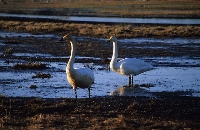 Cigno selvatico