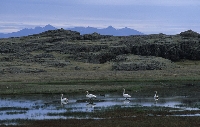 Cigno selvatico