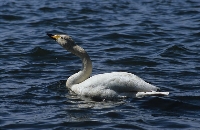 Cigno selvatico