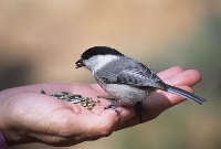 Cincia bigia alpestre