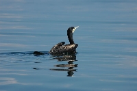 Cormorano