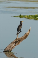 Cormorano