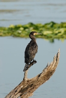 Cormorano