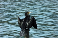 Cormorano