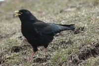 Gracchio alpino