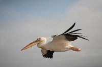 Pellicano bianco