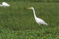 Airone bianco maggiore