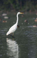 Airone bianco maggiore