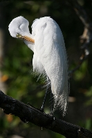 Airone bianco maggiore