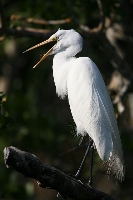 Airone bianco maggiore