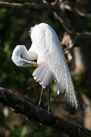 Airone bianco maggiore