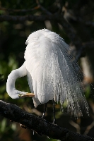 Airone bianco maggiore